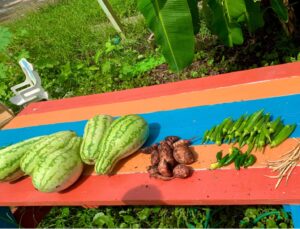 Watermelons, sweet potatos, okra, green peppers, and blackbeans on a picnic table.
