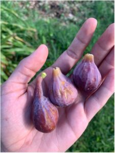 Hand holding three purplish figs.